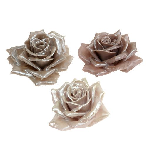 Floristik24 Wax rose champagne mix Ø10cm 6 pcs