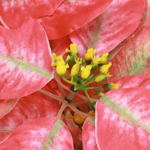 Product Poinsettia Artificial Red Pink L35cm 6pcs 2 bunch