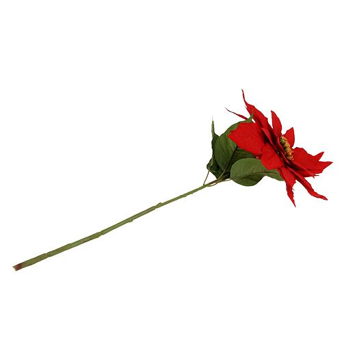 Floristik24 Christmas star red 57cm 1p