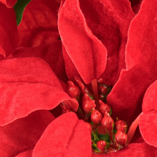 Floristik24 Poinsettia Red Artificial Plant 5 Flowers 40cm