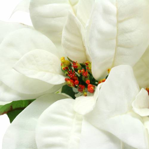 Product Poinsettia bouquet white 52cm