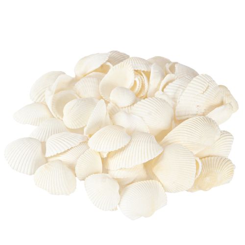 Floristik24 White Shells Decorative Cockles 2-3.5cm 300g × 2pcs