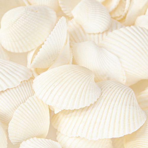 Floristik24 White Shells Decorative Cockles 2-3.5cm 300g × 2pcs