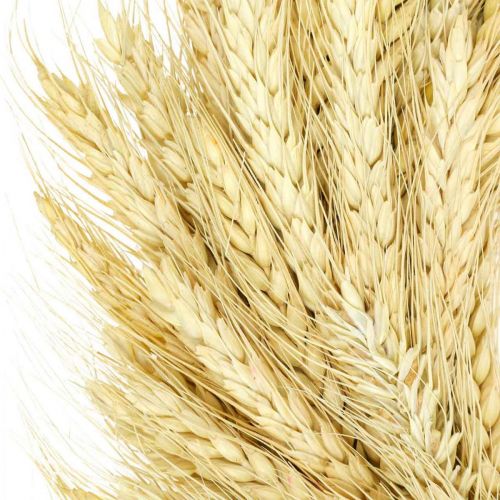 Floristik24 Natural wreath, wheat wreath, wheat wreath, grain wreath 37cm