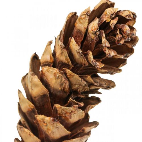 Floristik24 Weymouth pine cones pine cones H70cm 7 pcs bunch