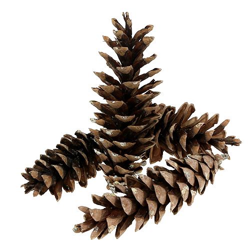 Floristik24 Weymouth cones natural 2.5kg