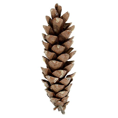 Floristik24 Weymouth cones natural 2.5kg