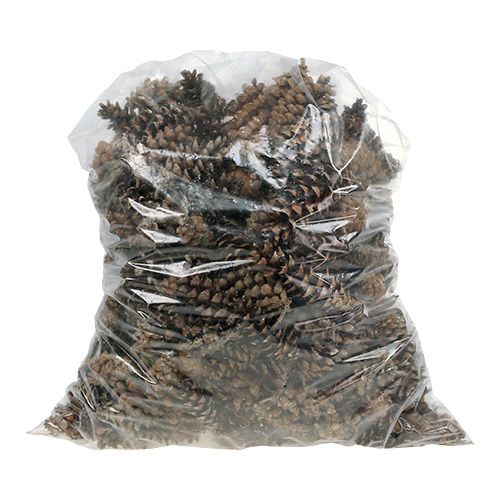 Floristik24 Weymouth cones natural 2.5kg