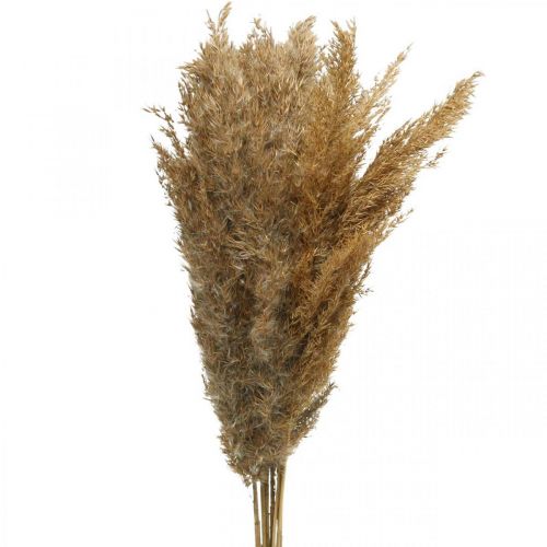 Product Dried grasses, sedge, natural, 75cm, dried flower decoration, 10 pieces