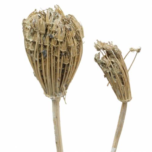 Floristik24 Wildflower Bunch, natural yarrow, washed white 30–60cm 150g