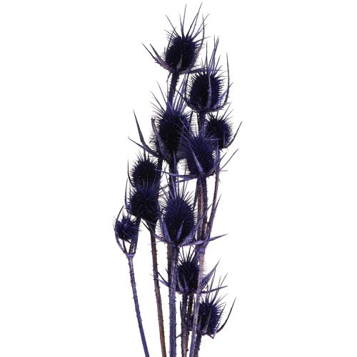Floristik24 Wild Teasel Dried Flowers Teasel Thistles Violet 55cm 10 Heads