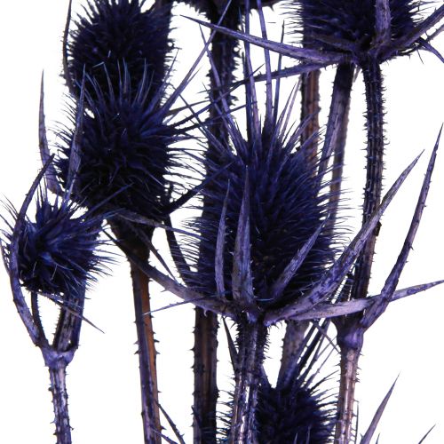 Floristik24 Wild Teasel Dried Flowers Teasel Thistles Violet 55cm 10 Heads