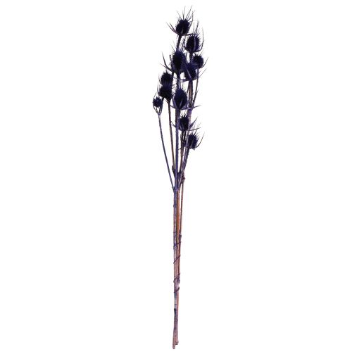 Floristik24 Wild Teasel Dried Flowers Teasel Thistles Violet 55cm 10 Heads