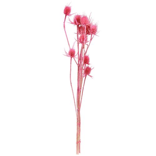 Product Wild teasel dried decoration, pink thistles, 53cm, 10 heads