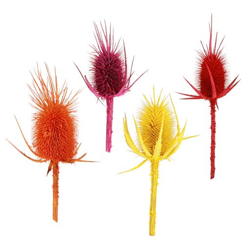 Wild Teasel Heads Dried Dyed Dispacus 3-6cm 1kg