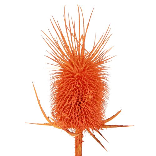 Floristik24 Wild Teasel Heads Dried Dyed Dispacus 3-6cm 1kg