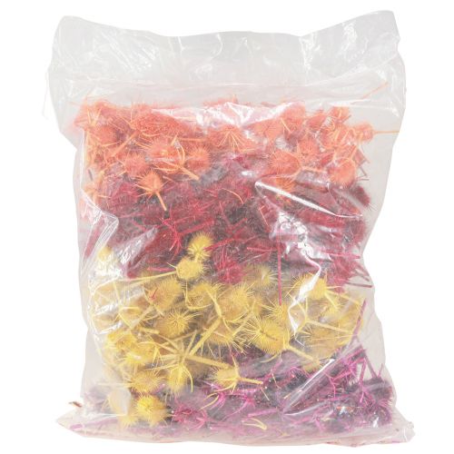 Floristik24 Wild Teasel Heads Dried Dyed Dispacus 3-6cm 1kg