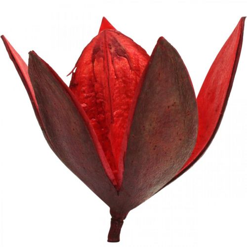Floristik24 Wild Lily Red Natural Decoration Dried Flowers 6-8cm 50 pcs