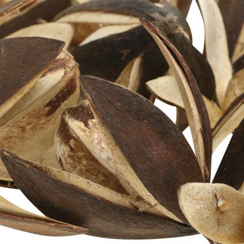 Product Wild Lily Natural Decoration Exotic Dried Flowers 6-8cm 50 pcs