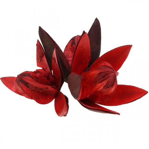 Floristik24 Wild Lily Red Natural Decoration Dried Flowers 6-8cm 50 pcs