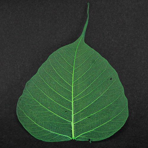 Product Willow leaves skeletonized green natural decoration leaves 200 pieces