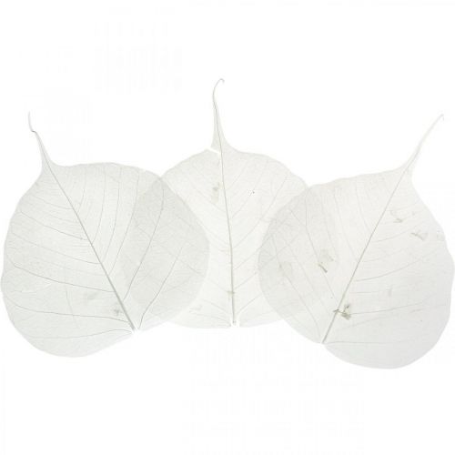 Bleached skeleton leaves Willow leaves skeletonized 8-10cm 300 pcs