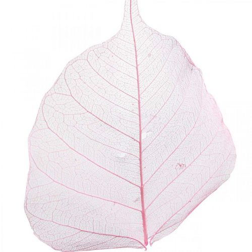 Product Skeleton leaves, pink decorative willow leaves 5-9cm, 200 pieces - Ideal for greeting cards & DIY