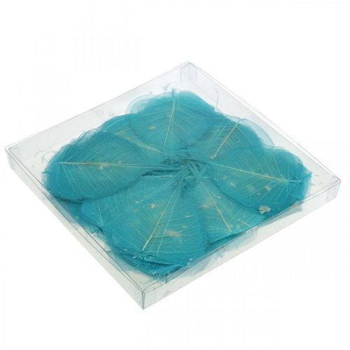 Floristik24 Willow leaves, natural leaves of the willow, dried leaves skeletonized turquoise blue 200 pcs