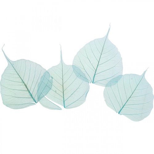 Floristik24 Willow leaves, natural leaves of the willow, dried leaves skeletonized turquoise blue 200 pcs