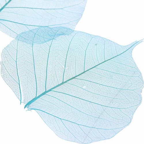 Floristik24 Willow leaves, natural leaves of the willow, dried leaves skeletonized turquoise blue 200 pcs