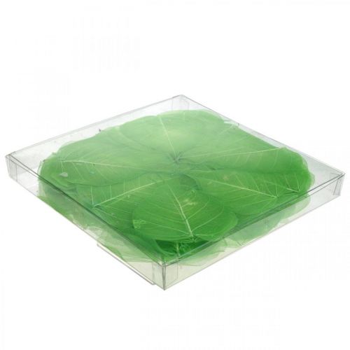 Floristik24 Willow leaves skeletonized, spring decoration, decorative leaves green 200 pieces