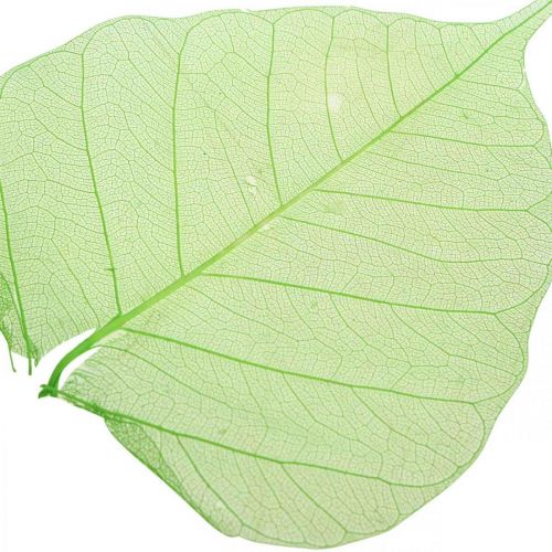 Product Willow leaves skeletonized, spring decoration, decorative leaves green 200 pieces