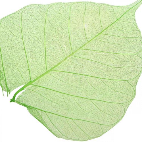 Floristik24 Willow leaves skeletonized, spring decoration, decorative leaves green 200 pieces