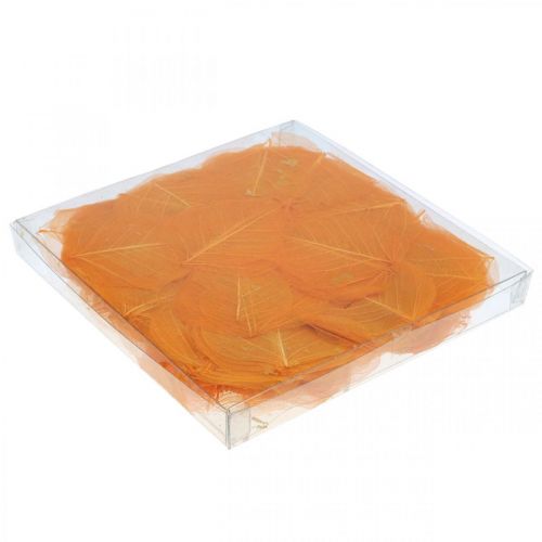 Floristik24 Willow leaves skeletonized orange dry decoration 200 pcs