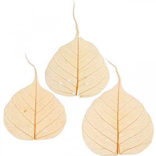 Floristik24 Willow leaves skeletonized orange dry decoration 200 pcs