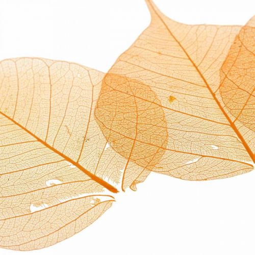 Floristik24 Willow leaves skeletonized orange dry decoration 200 pcs