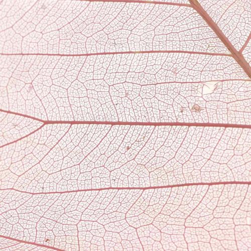 Product Skeleton leaves willow leaves skeletonized old pink 10-15cm 200pcs