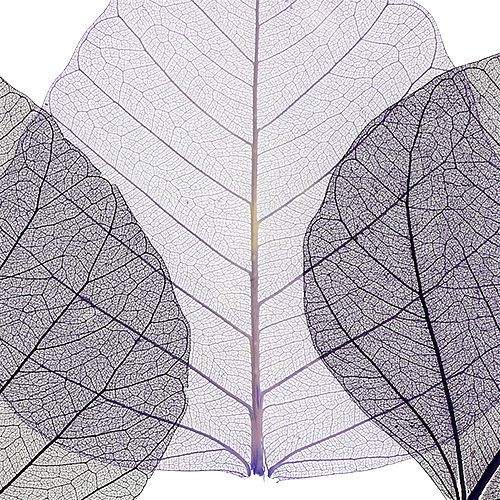 Floristik24 Willow leaves skeletonized purple sort. 200 pieces