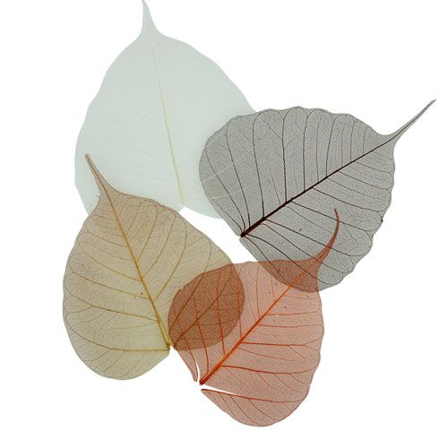 Willow leaves skeletonized cream/brown 200 pcs.
