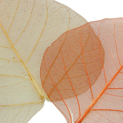 Floristik24 Willow leaves skeletonized cream/brown 200 pcs.