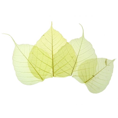 Floristik24 Willow leaves skeletonized yellow mix 200 pcs