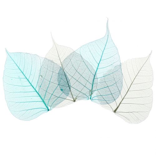Floristik24 Willow leaves skeletonized grey, turquoise 200 pcs