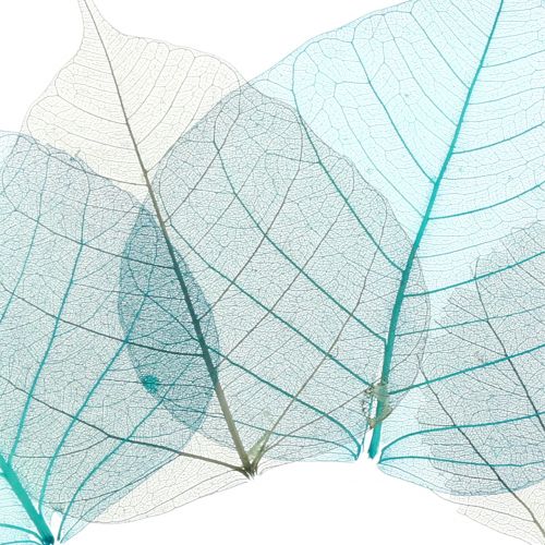 Floristik24 Willow leaves skeletonized grey, turquoise 200 pcs