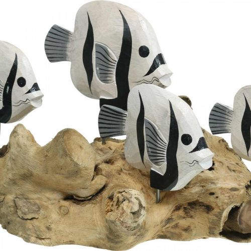 Floristik24 Decorative fish standing root wood display Maritime decoration 38cm