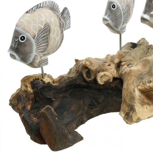 Product Decorative fish on root wood Maritime decorative figures brown 38cm