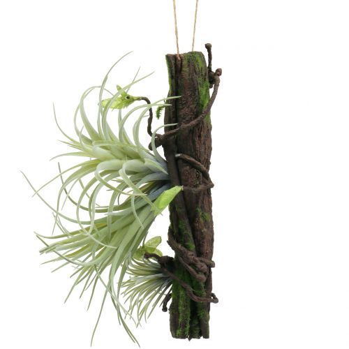 Floristik24 Root with tillandsia for hanging 26cm