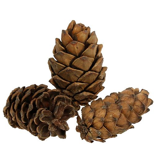 Floristik24 Cones natural 9cm - 10cm 6 pcs