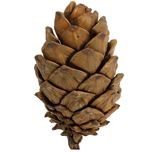 Floristik24 Cones natural 9cm - 10cm 6 pcs