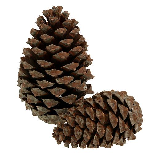 Product Cones Pinus Maritima 10cm - 15cm natural 3pcs