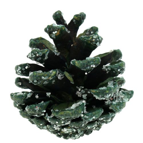Floristik24 Pine cones green iced 200g